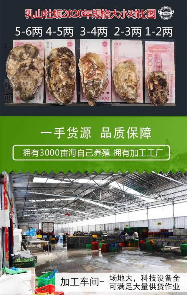 安庆太湖蚝仔 鲜活水产品的营养密码与生蚝功效全解析